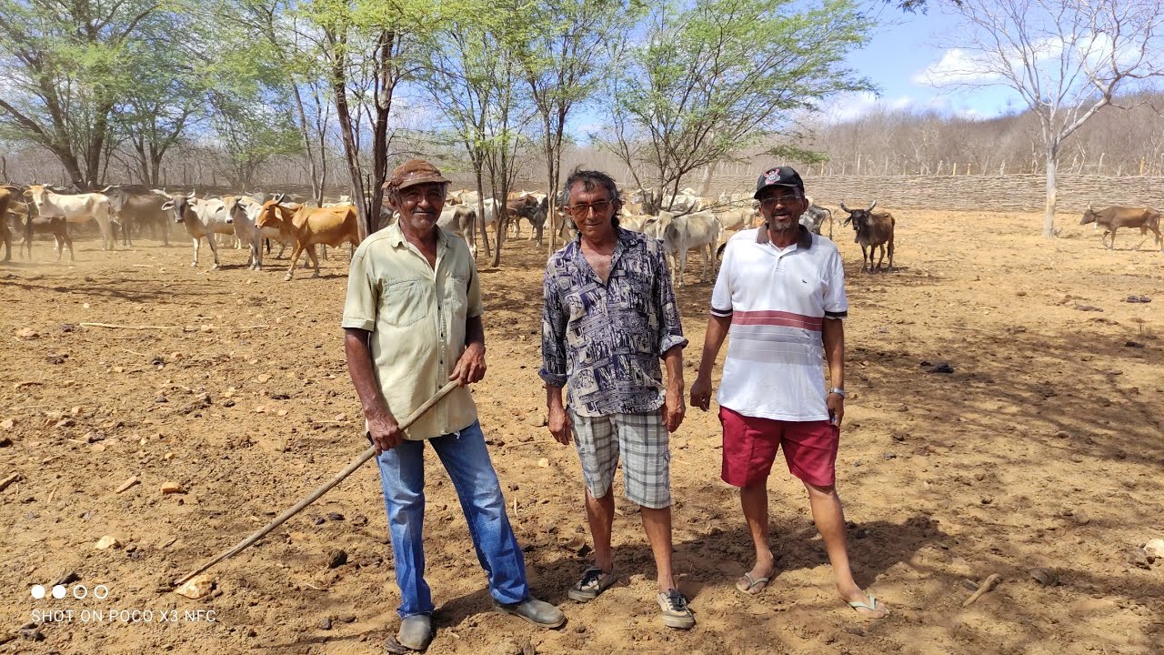 VISITANDO A FAZENDA VOLTA GRANDE NO SERTÃO PERNAMBUCANO CRIAÇÃO DE GADO  BODE E OVELHAS.