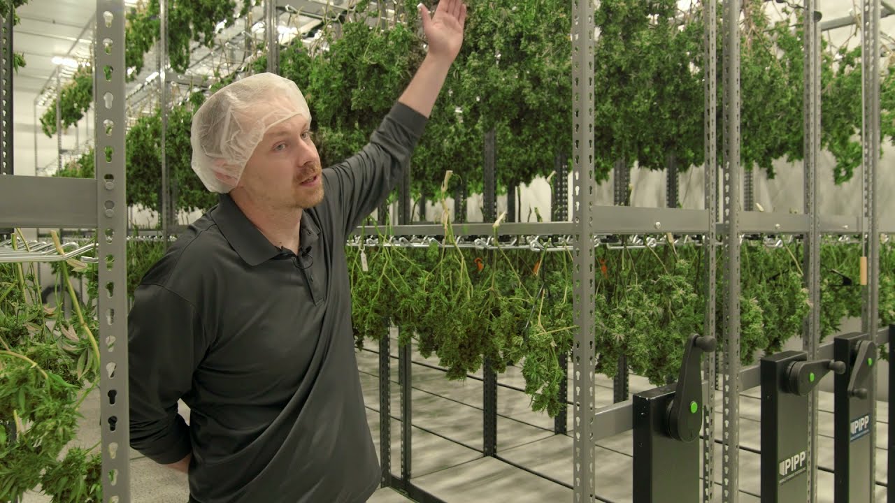 Vertical Farming Harvest 🌱 at Fluresh Grand Rapids