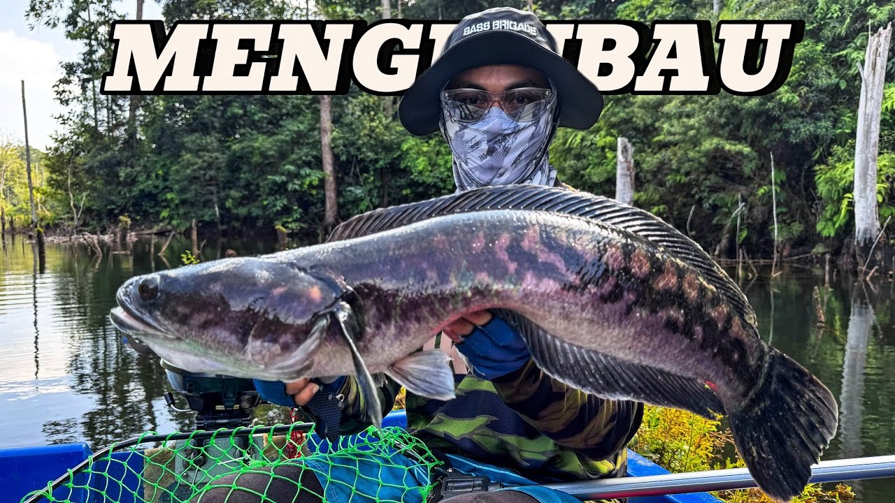 Clear Water Toman | Casting Game | Mengkubau Brunei
