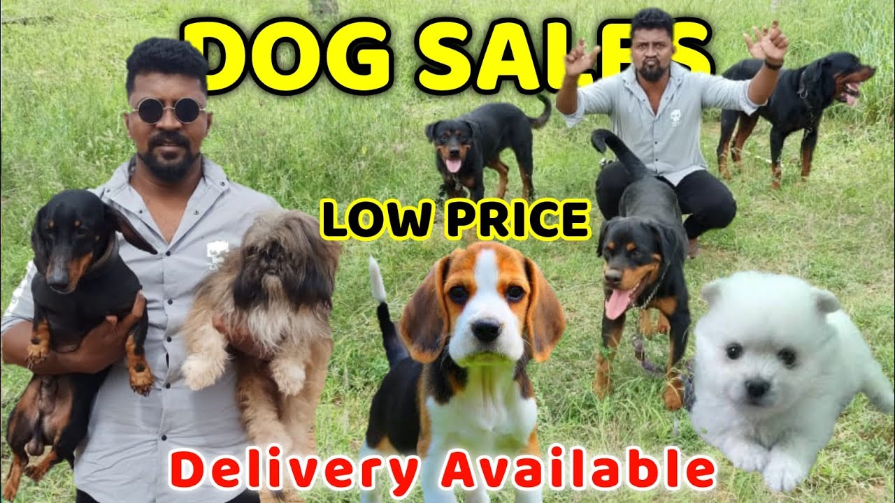 Dog For Sales/Puppy's Price List/Delivery Available/Nanga Romba Busy/NRB.