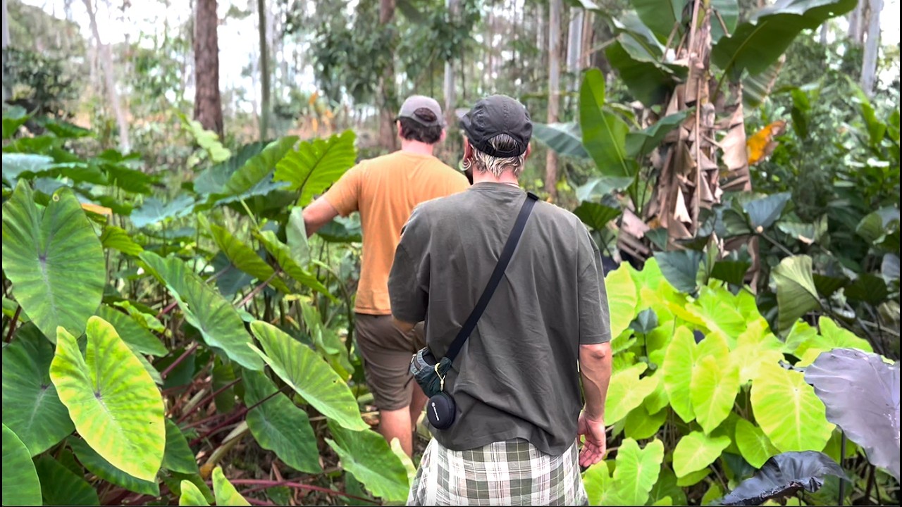 Bananeiras, Colocasias, Ninf&eacute;ias e muito mais: Explorando o ECOA VIVEIRO