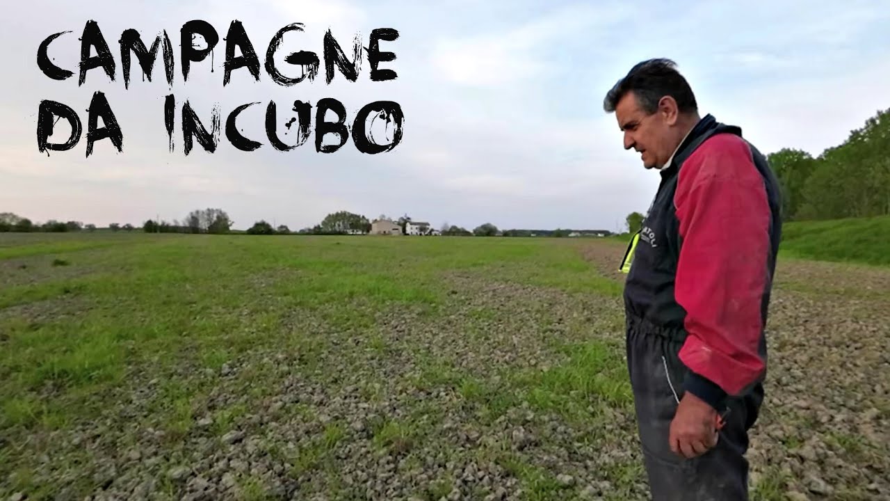 SEMINA DA INCUBO E DANNI DA ELATERIDI