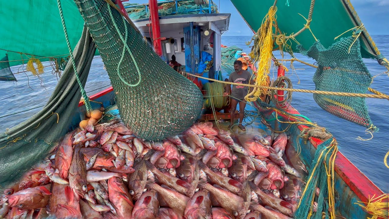 🤩”Massive Fishing”‼️Last Final Day💢Lot Caught Red “GrouperFish”🐟Uncut Video🎥