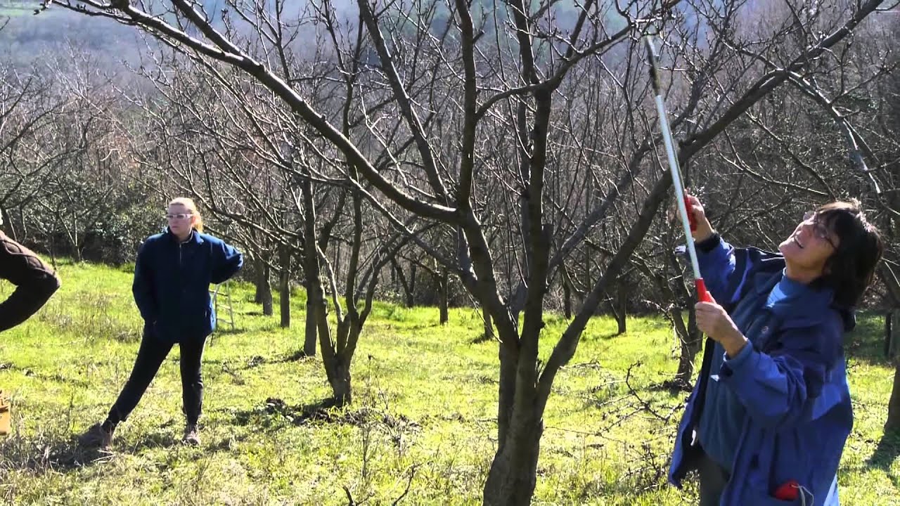Učenje obrezovanja sadnega drevja