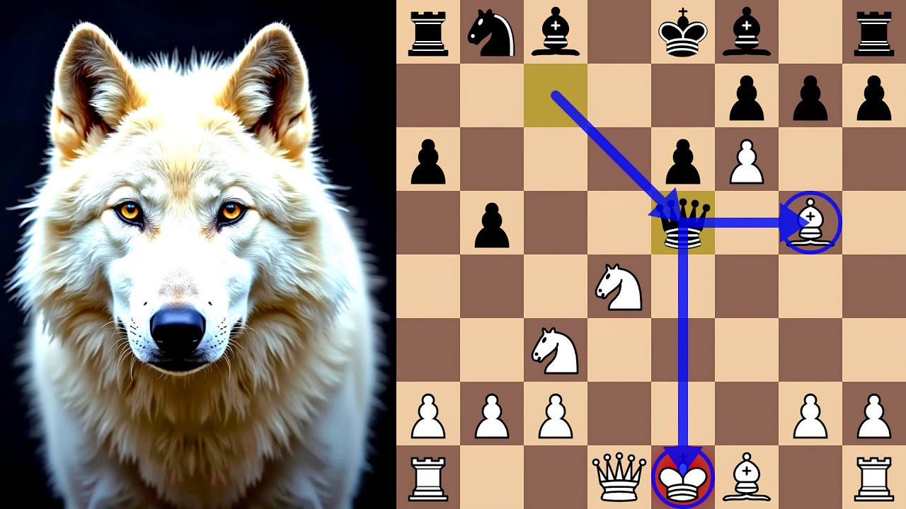 A Brilliant Tactic Hunts the Wolf’s Najdorf in 19 Moves