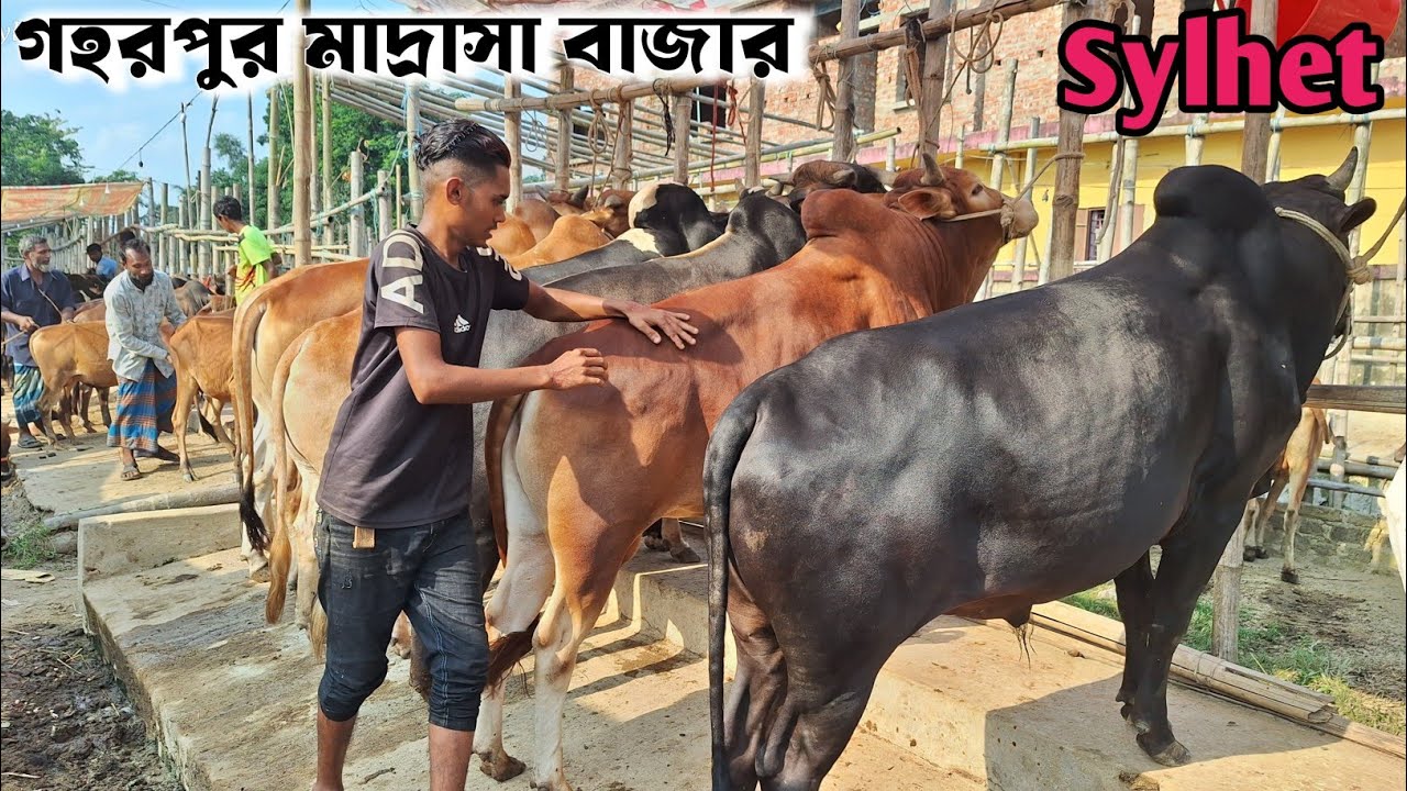 গহরপুর মাদ্রাসা বাজার গরুর হাট | বড় সাইজের শাহীওয়াল গরু | Gorur Haat 2025