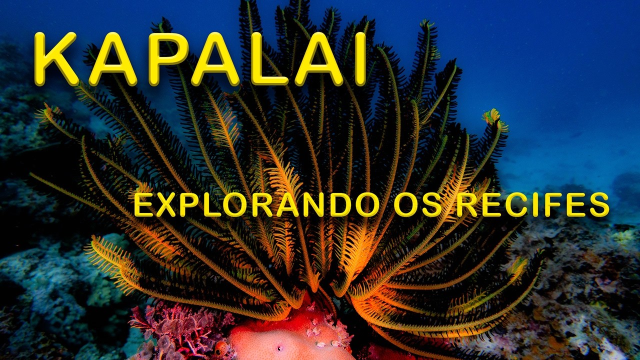 Kapalai - Explorando os recifes