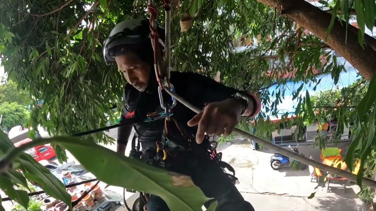 ตัดแต่งต้นไทร ep13