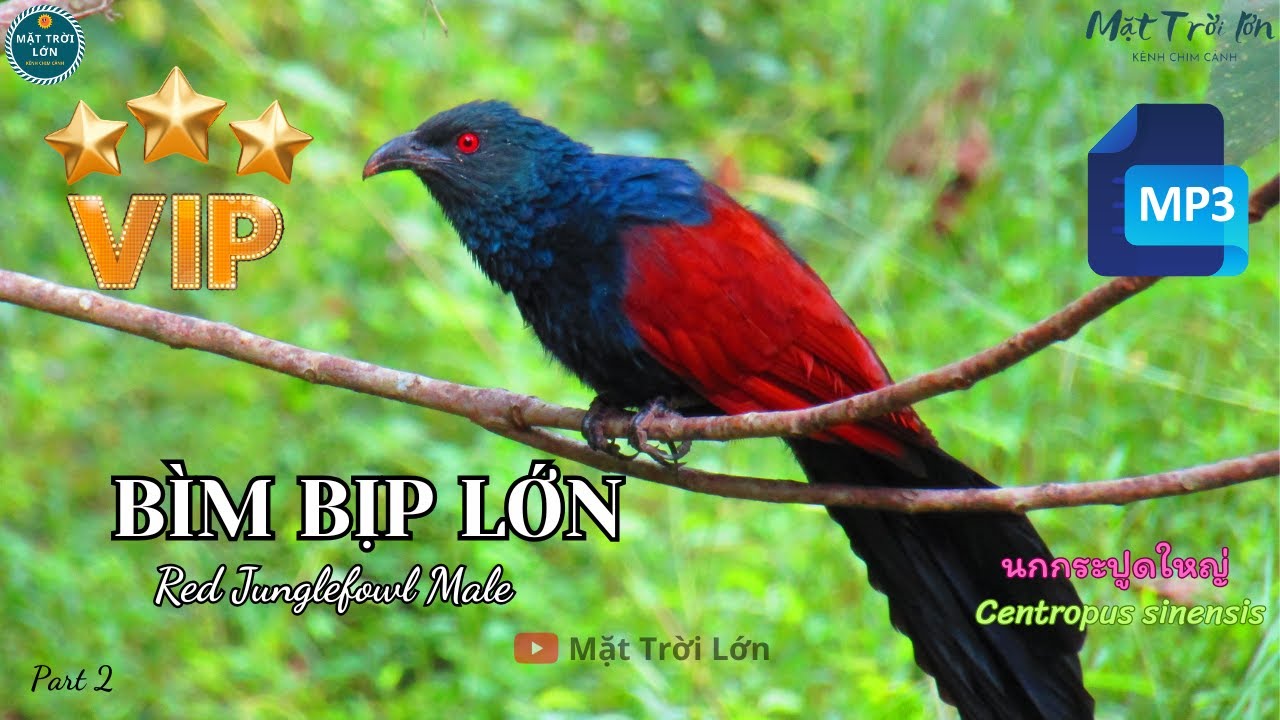 ✅Tiếng chim Bìm bịp gọi bầy chuẩn rõ không tạp âm 2025 | Greater Coucal sound call