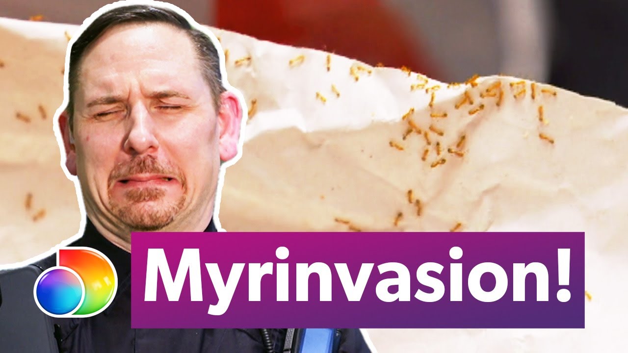 Tullen hittar en myrinvasion under en kontroll | Gr&auml;nsbevakarna Sverige | discovery+