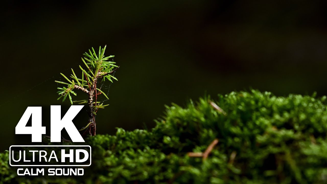 Romantic Piano Music | Deep Sleeping Music | Beautiful Relaxing Music | Calm Sound