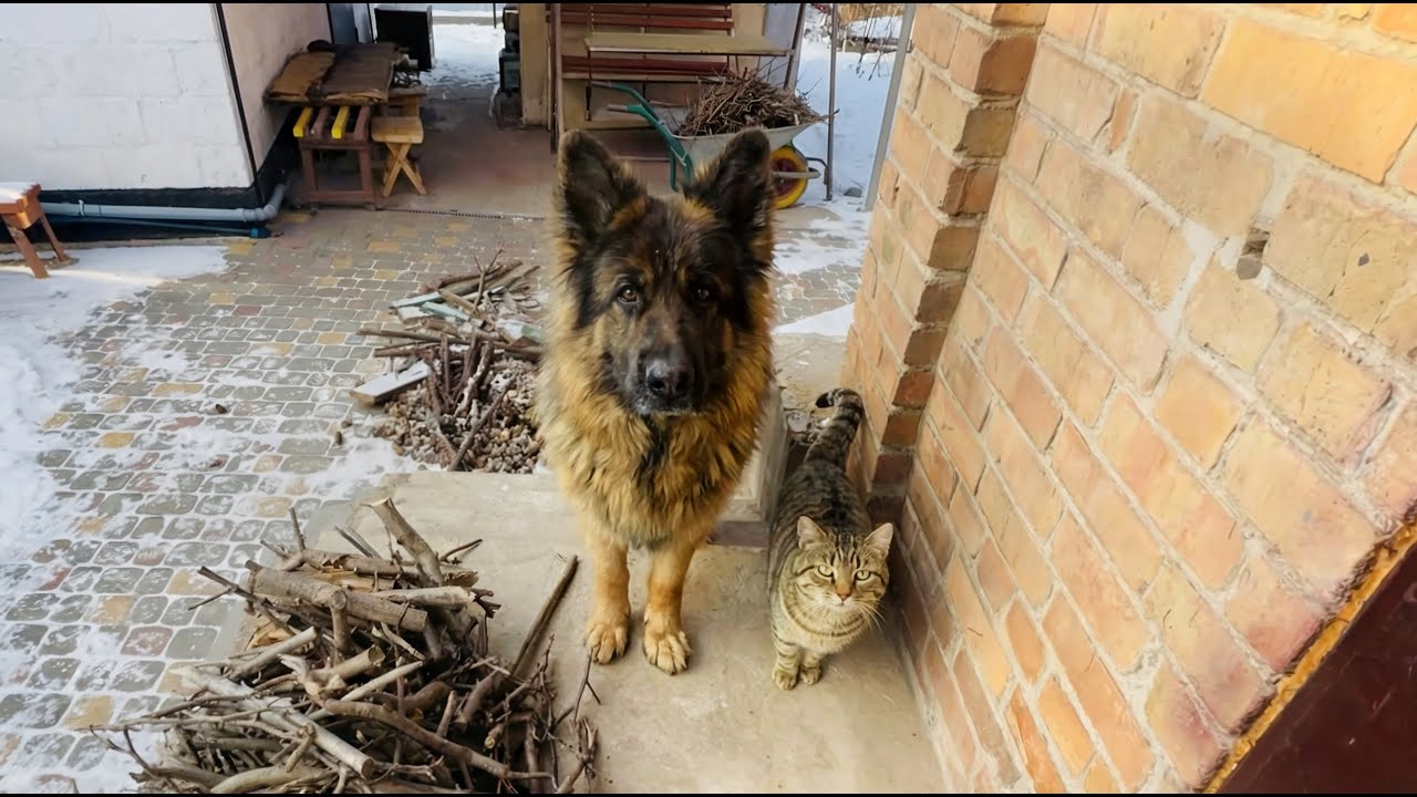 Cozy Winter Routine by the Wood-burning Stove with Pets & Cooking