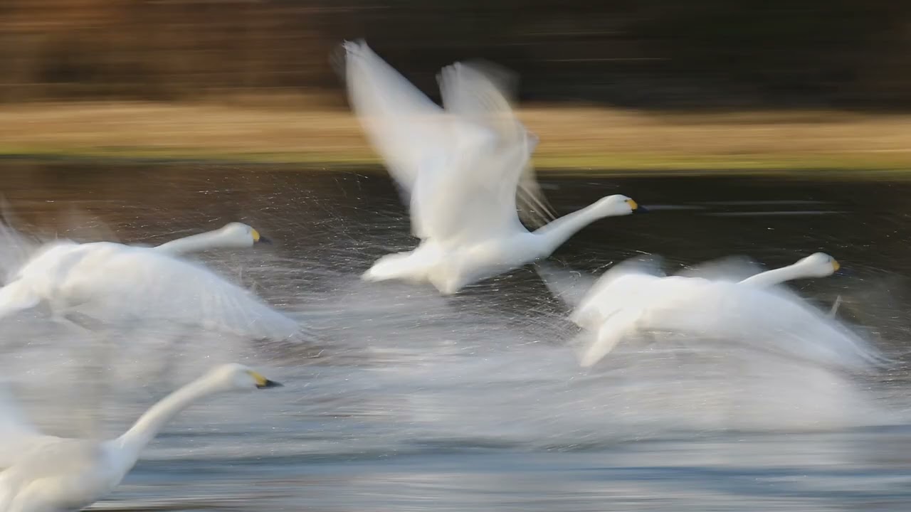 かわじまハクチョウ　人を振り回すブンブン