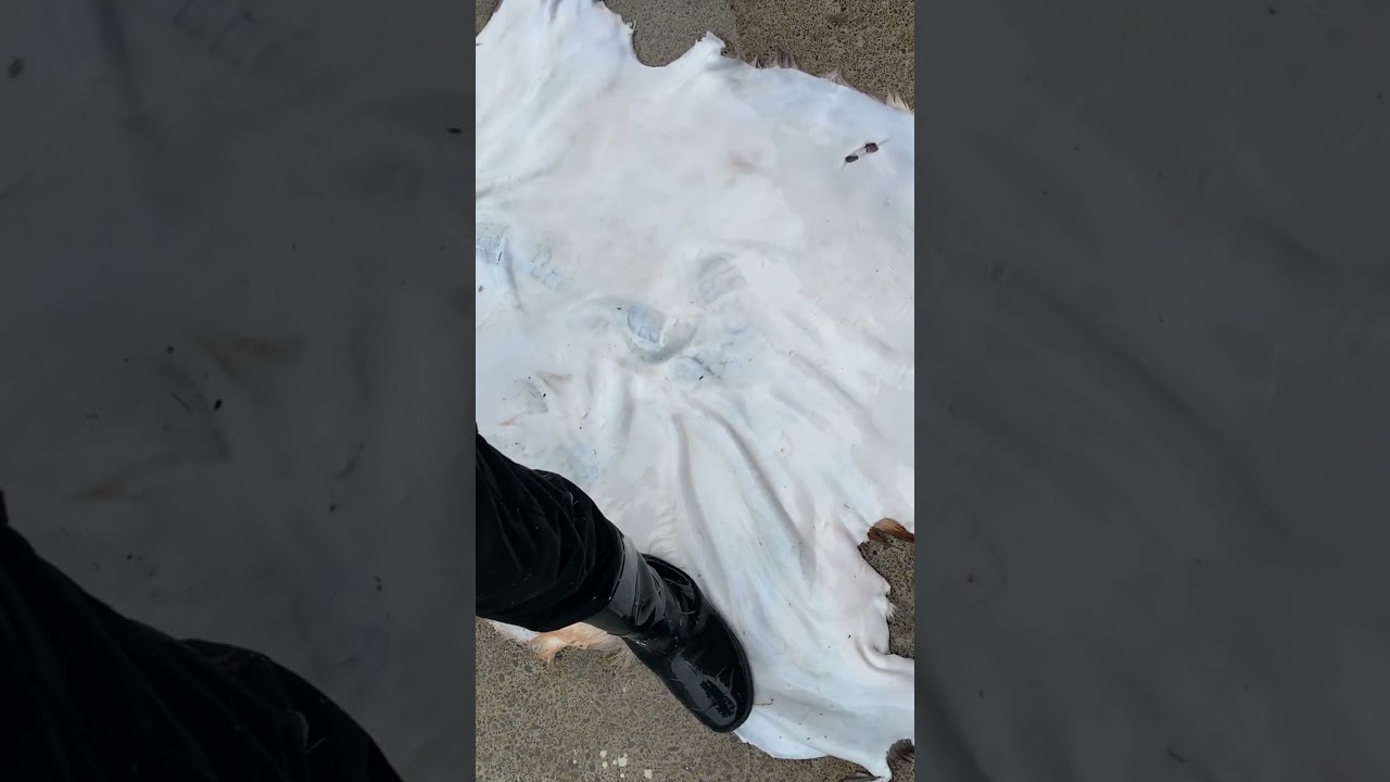 deer skin defleshing with waterblaster New Zealand 🇳🇿Funny ending