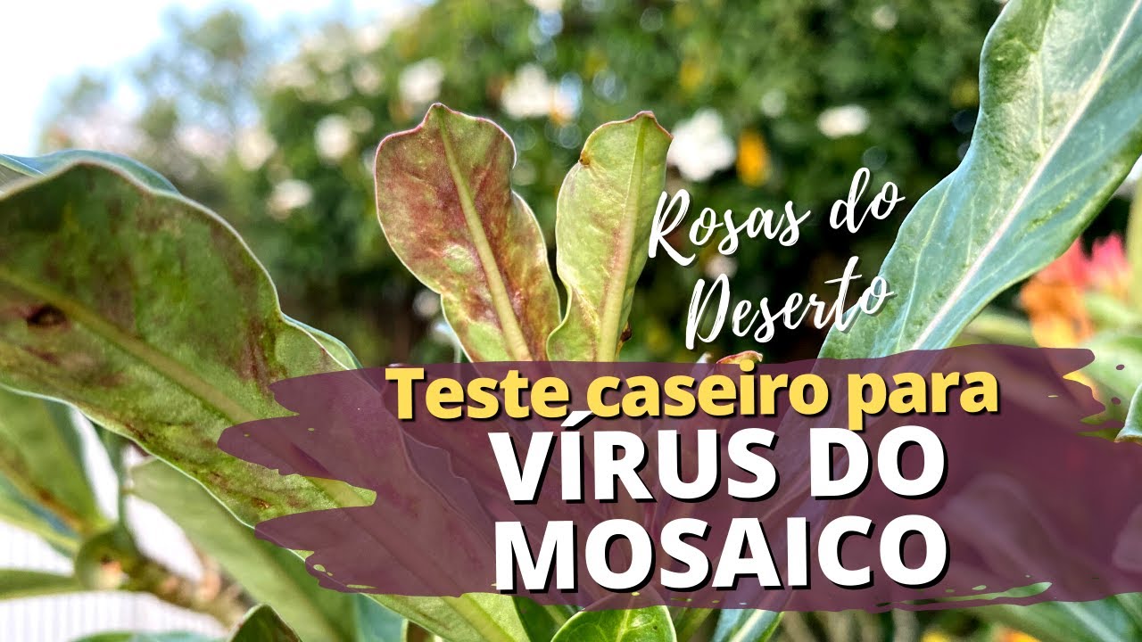 Saiba se sua Rosa do Deserto tem o VÍRUS DO MOSAICO