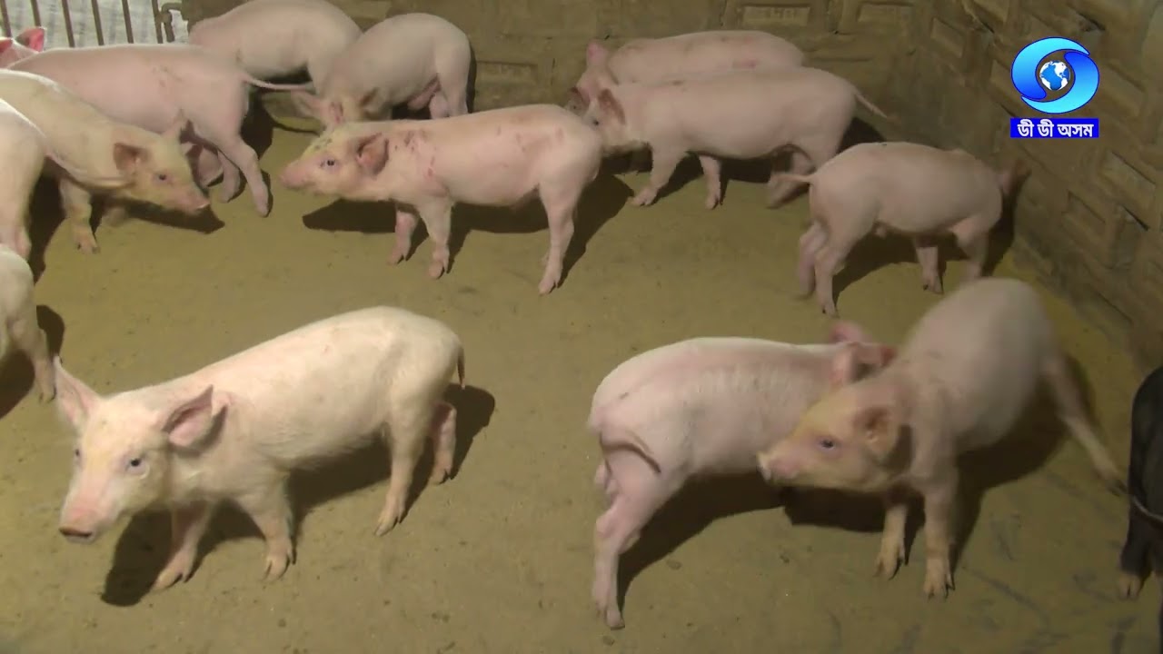 Krishi Darshan 18/02/2026