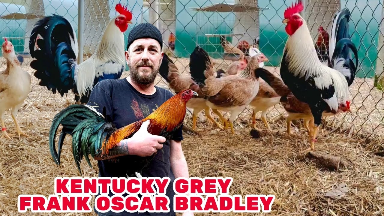 KENTUCKY GREY • Feeding Time Shape Chicken Coop Indoor Outdoor Breeding Pens Frank Oscar Bradley