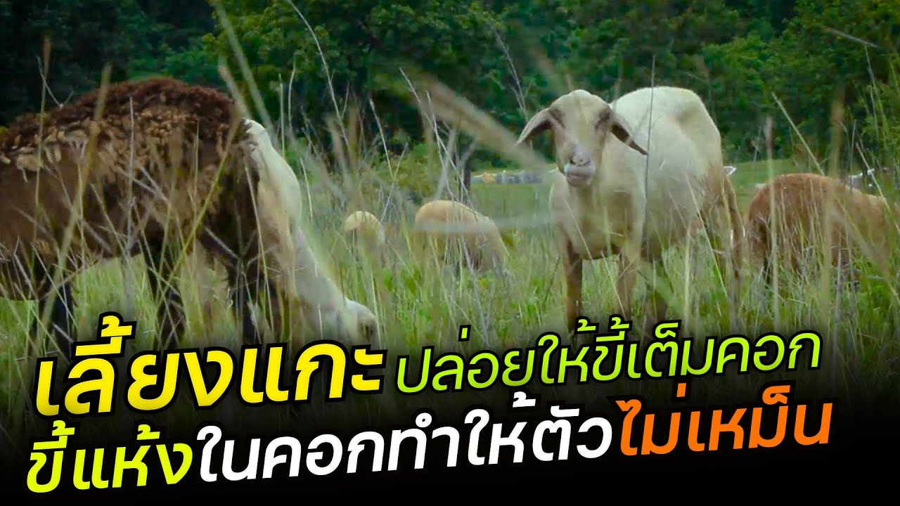 เลี้ยงแกะไม่ควรทำความสะอาดคอกบ่อย เป็นอย่างไรคลิปนี้มีคำตอบ [ฟาร์มแกะอายับคาน]