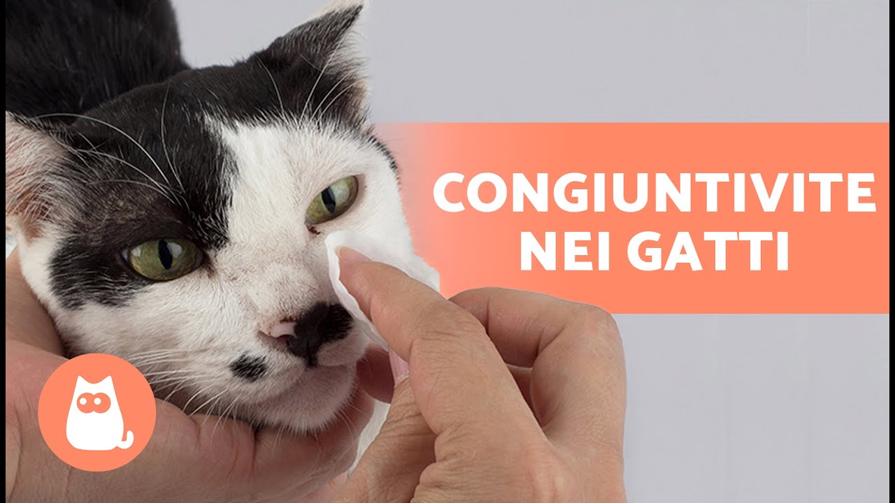 5 RIMEDI NATURALI per la CONGIUNTIVITE nel GATTO 🐱👀 Come pulire i suoi occhi?