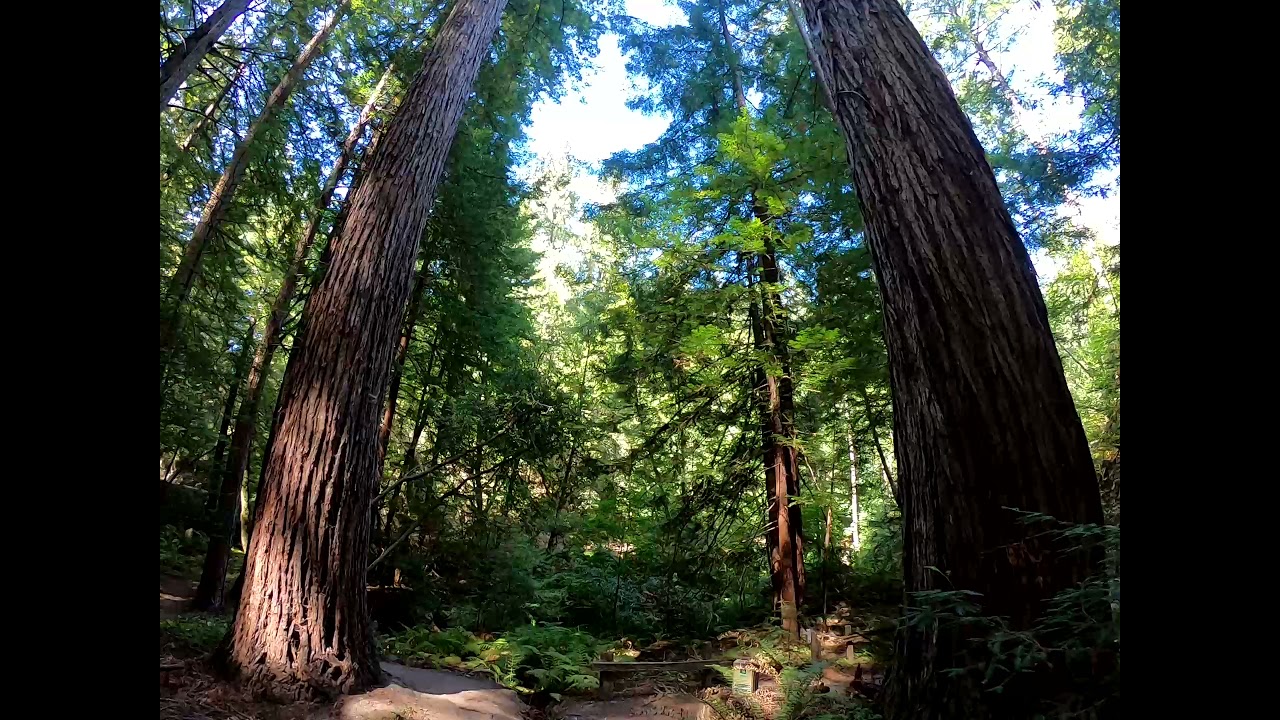 Heritage Grove Park, San Mateo County, California Walk Thru - 20210916