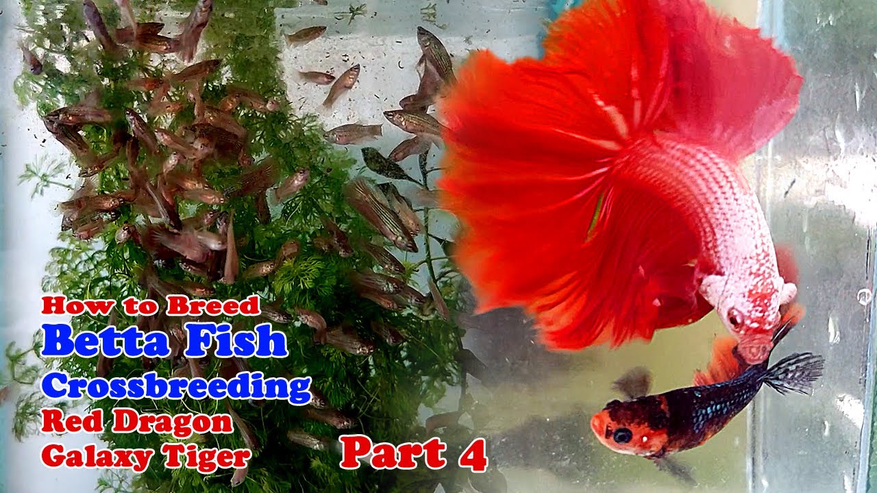 How To Breed Betta Fish | Crossbreeding Red Dragon x Galaxy Tiger (Part 4)