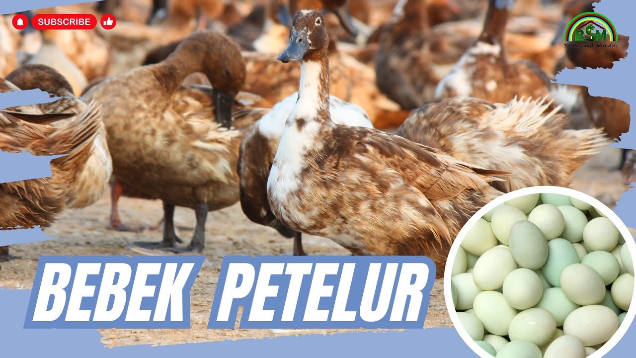 POTENSI KEUNTUNGAN TERNAK BEBEK PETELUR