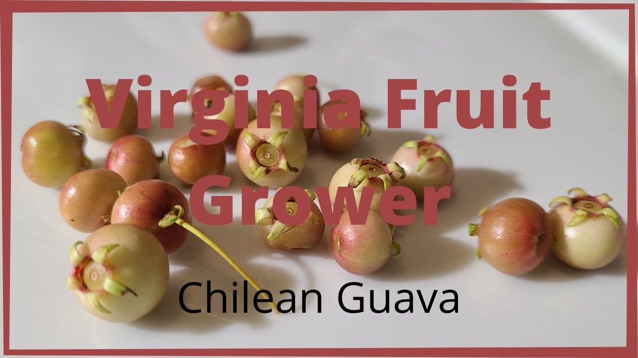 Chilean guava, Ugni molinae unboxing and taste test