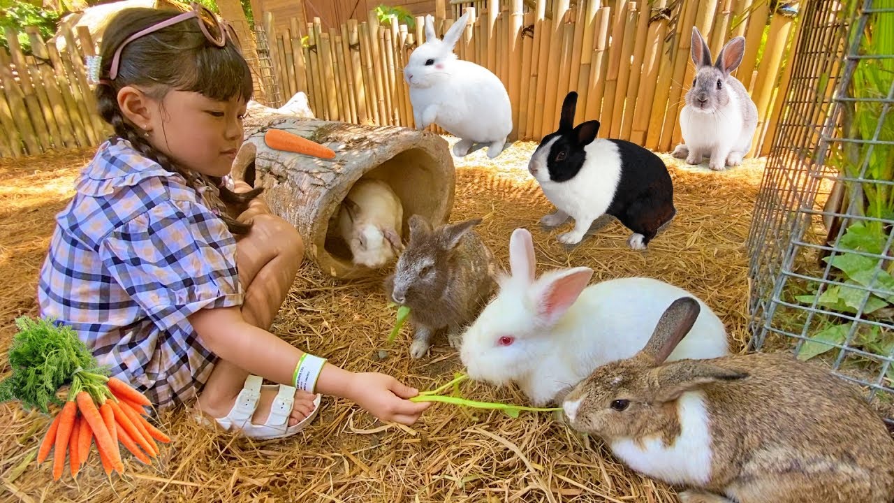 Kasih Makan Kelinci dan Marmut Lucu - Bali Safari Mengenal Binatang Lucu untuk Anak