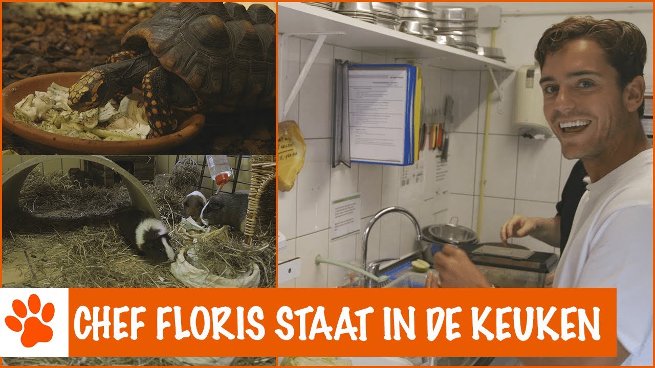 Heerlijk koken voor de cavia's en schildpadden! | DierenpraatTV