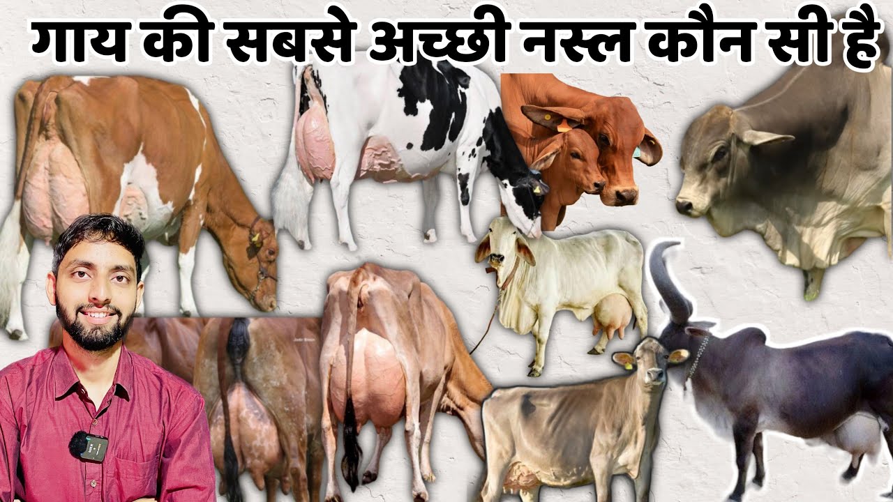 भारत में गाय कि नस्ल कितने प्रकार की है | Cow Breed EXPERT Reveals Top Varieties in India