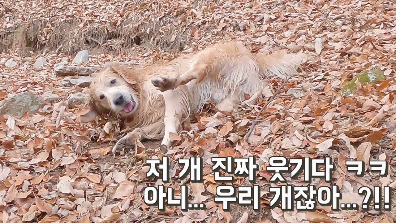 리트리버에게 학대 당하던 주인이 찐 텐션으로 욕 해버린 이유ㅋㅋ [Eng Sub]