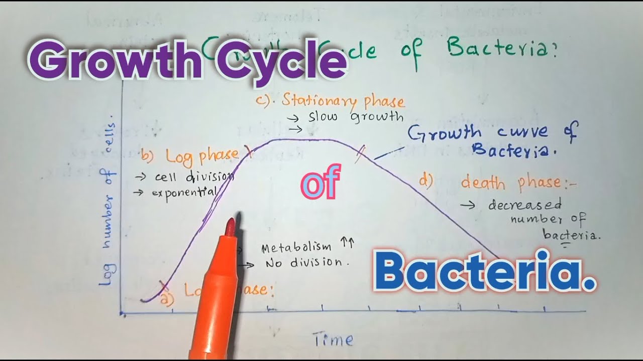 Growth Cycle Of Bacteria With Growth Phases; Bacterial Growth Curve Easy Explained.