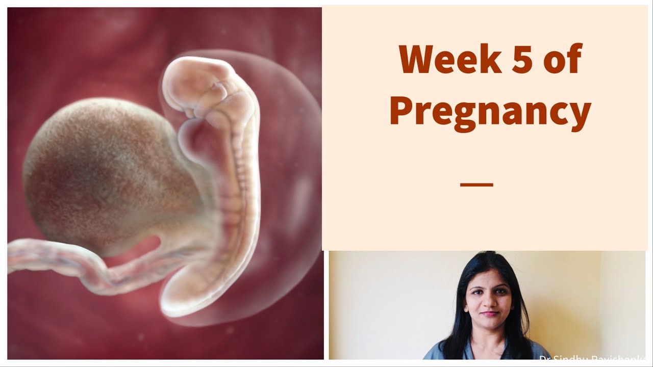 Week 5 of Pregnancy - Weekly Pregnancy Tips and Updates in Kannada