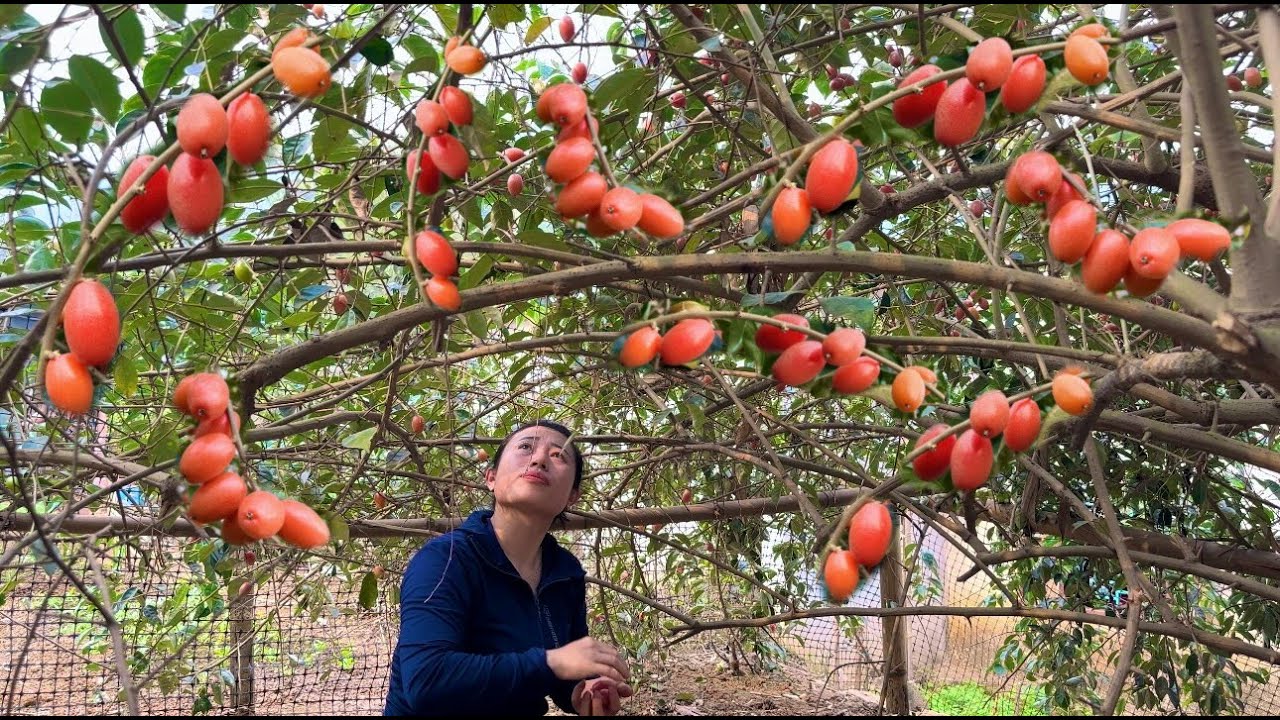 Harvest ripe loquats to bring to market to sell - cooking
