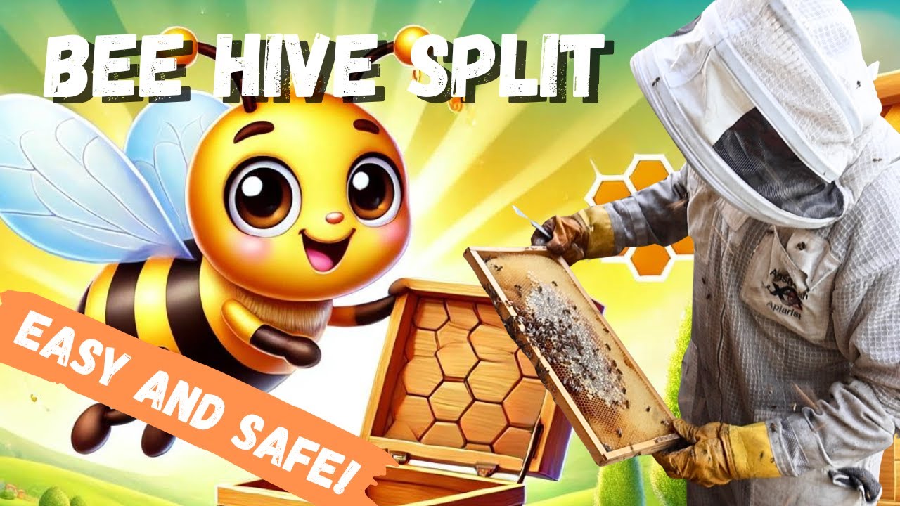 Splitting a Bee Hive Easily and Safely