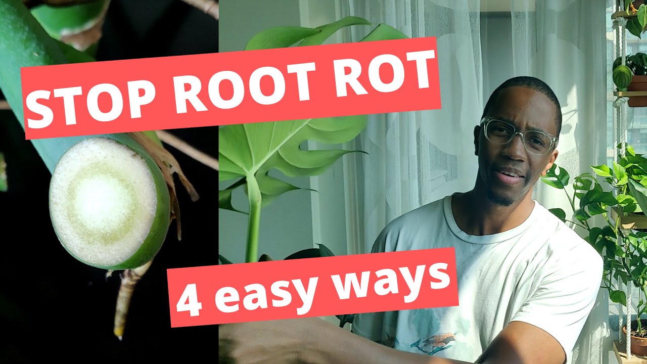 Stop root rot before it happens! | 4 easy tricks to save your Monstera.