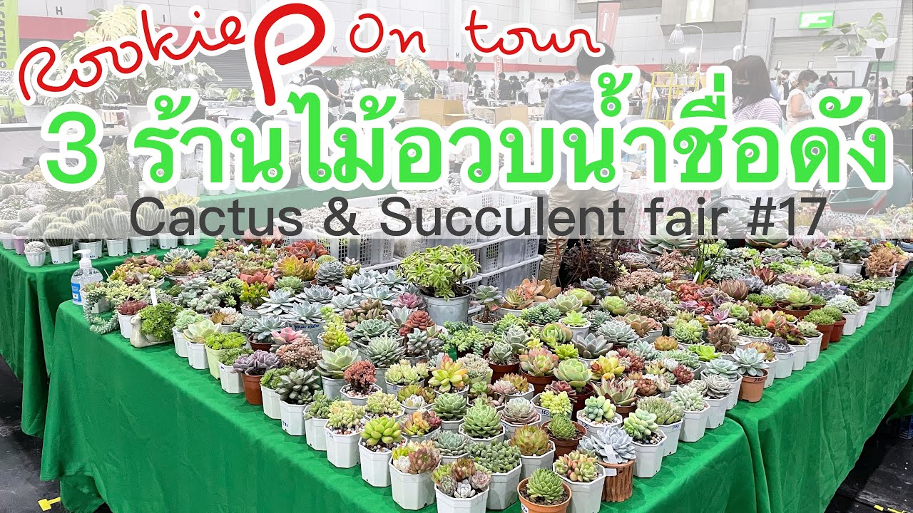 [ Rookie P ] On tour EP 235 : พาชม 3 ร้านไม้อวบน้ำชื่อดัง ในงาน cactus & succulent fair ครั้งที่ 17