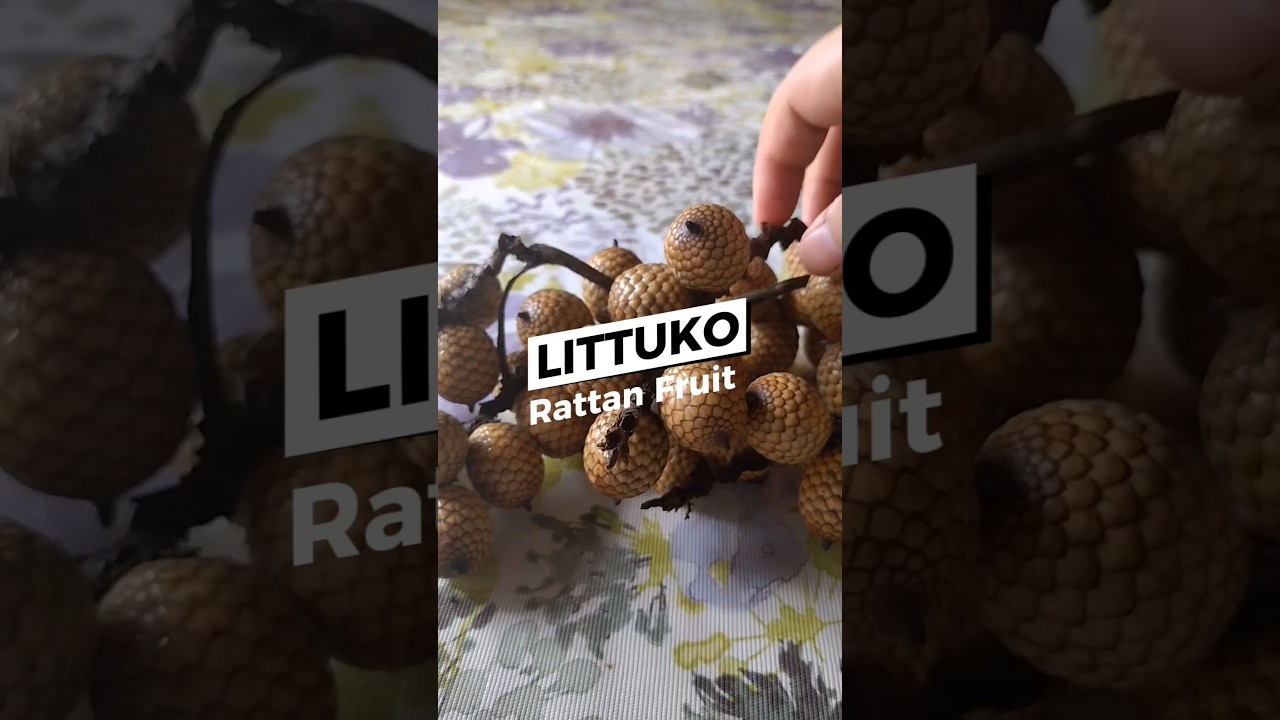 How to Eat Littuko or Rattan Fruit? #filipinofood #exoticfruit #tropicalfruit