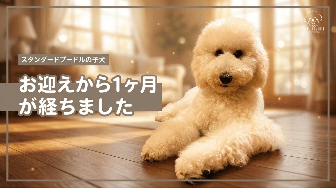 【スタンプー子犬】お迎えから1ヶ月経ちました！