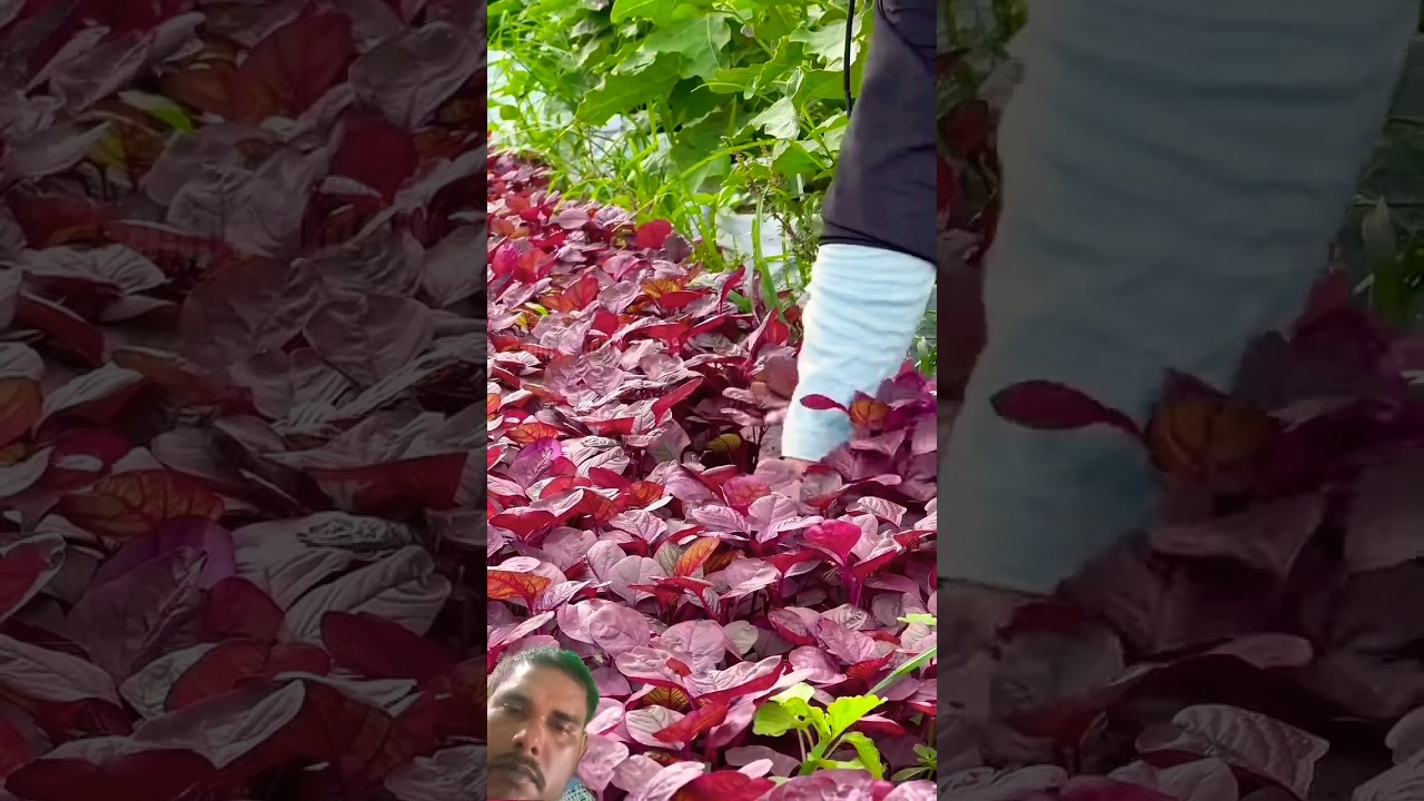 I saw beautiful red vegetables in the garden #shots #youtubeshorts
