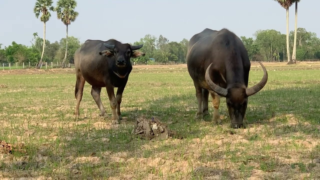 Animal tv! Buffalo video 