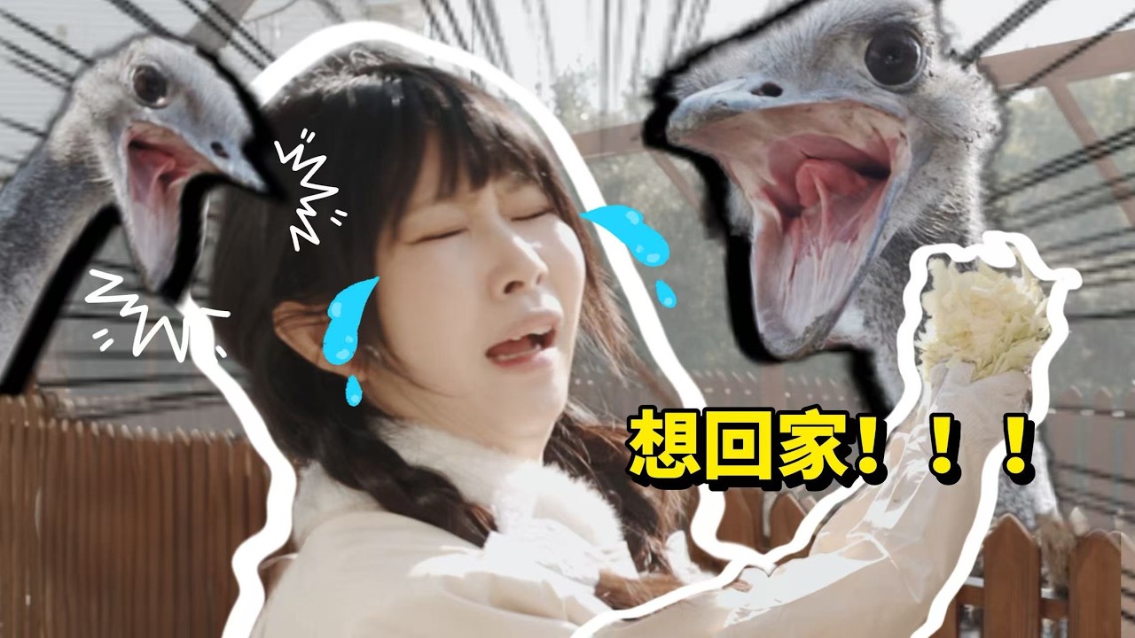这就是你说在城里体面的工作吗？｜花花与三猫 Cat Live