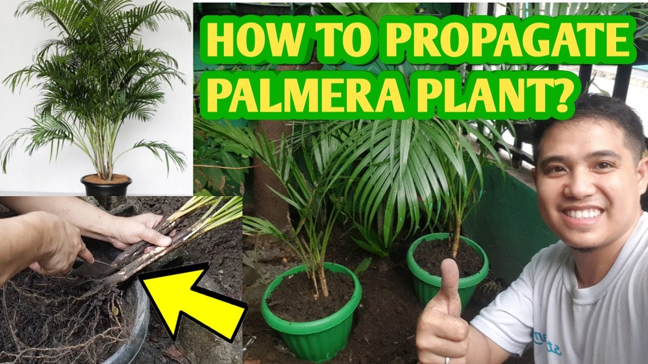 HOW TO PROPAGATE PALMERA PLANT | Paano magparami ng palmera | Plantito/Plantita Vlog