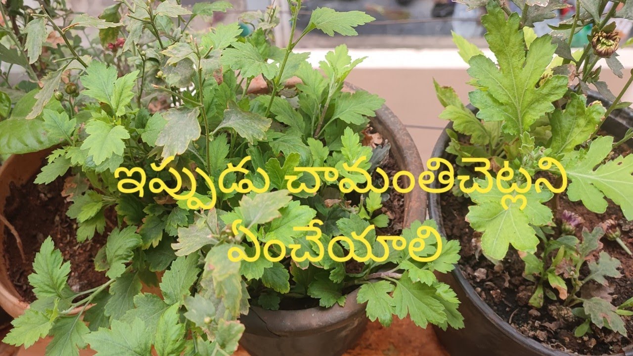664- ఈ Timelo చామంతి చెట్లని ఏంచేయాలో గుర్తుందికదా.మరి చేసేద్దాంపదండి.