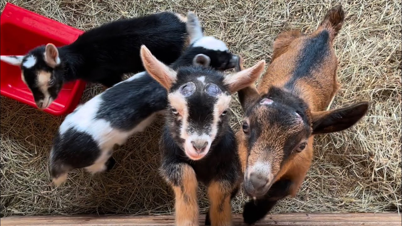 Baby goats are a lot of work but totally worth it | going to watch John Wick 4 for my late birthday