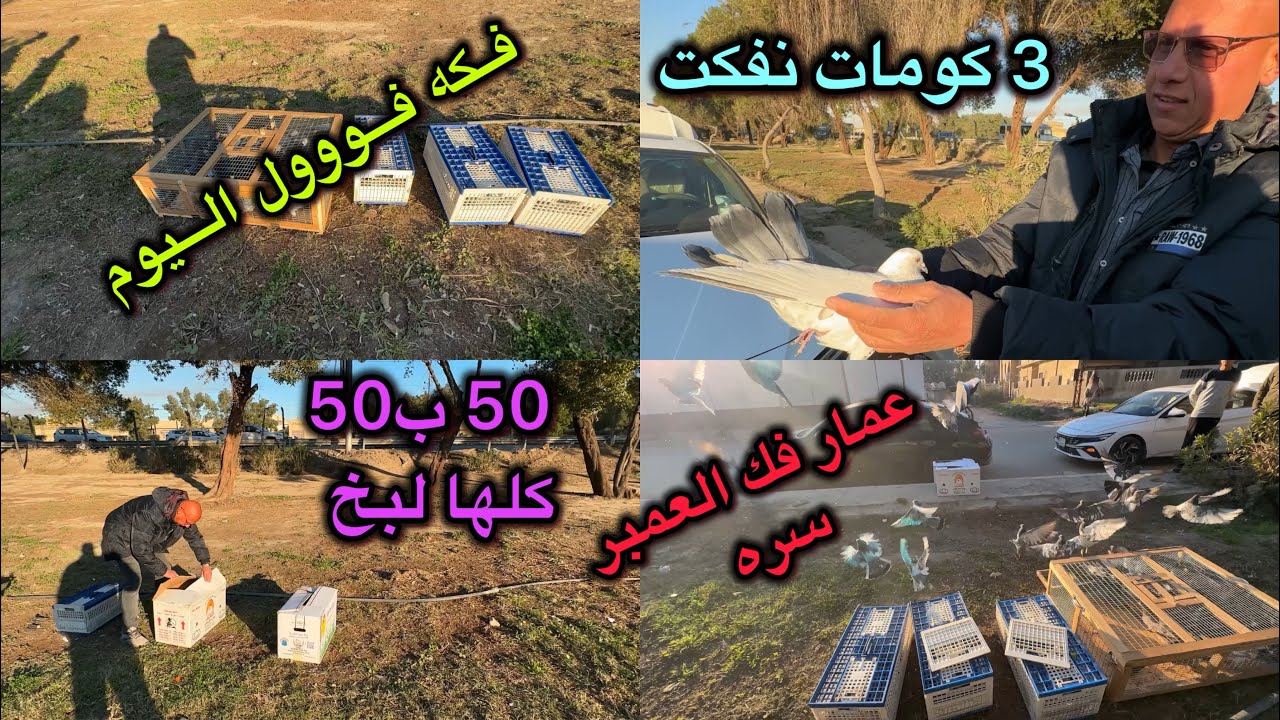 فكه اليوم بس قافلات😱عمار هم فك طيوره😍شكد ضاعن خبلني الحبريات😭😭😭😭