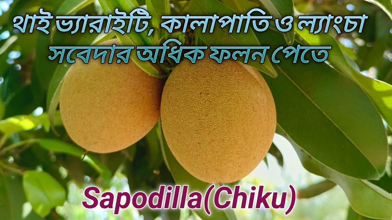 Sapodilla (Chiku) fruits plants care & maintenance process, Plants care & nature