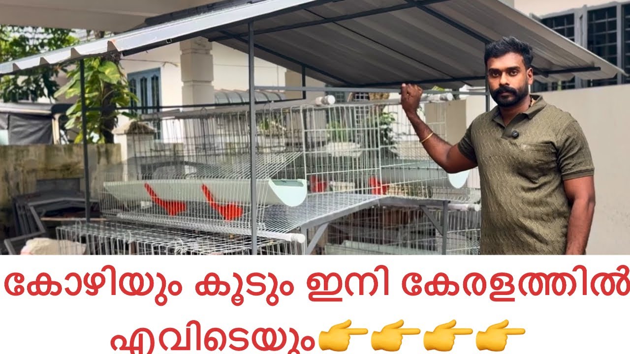 BV380 കോഴിയും കൂടും ഇനി കേരളത്തിൽ എവിടെയും ഞങ്ങൾ എത്തിച്ചു നൽകും