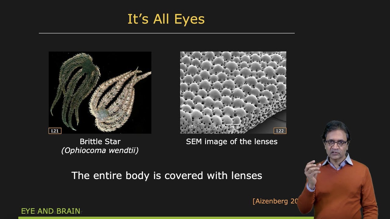 Nature’s Image Sensors | Image Sensing