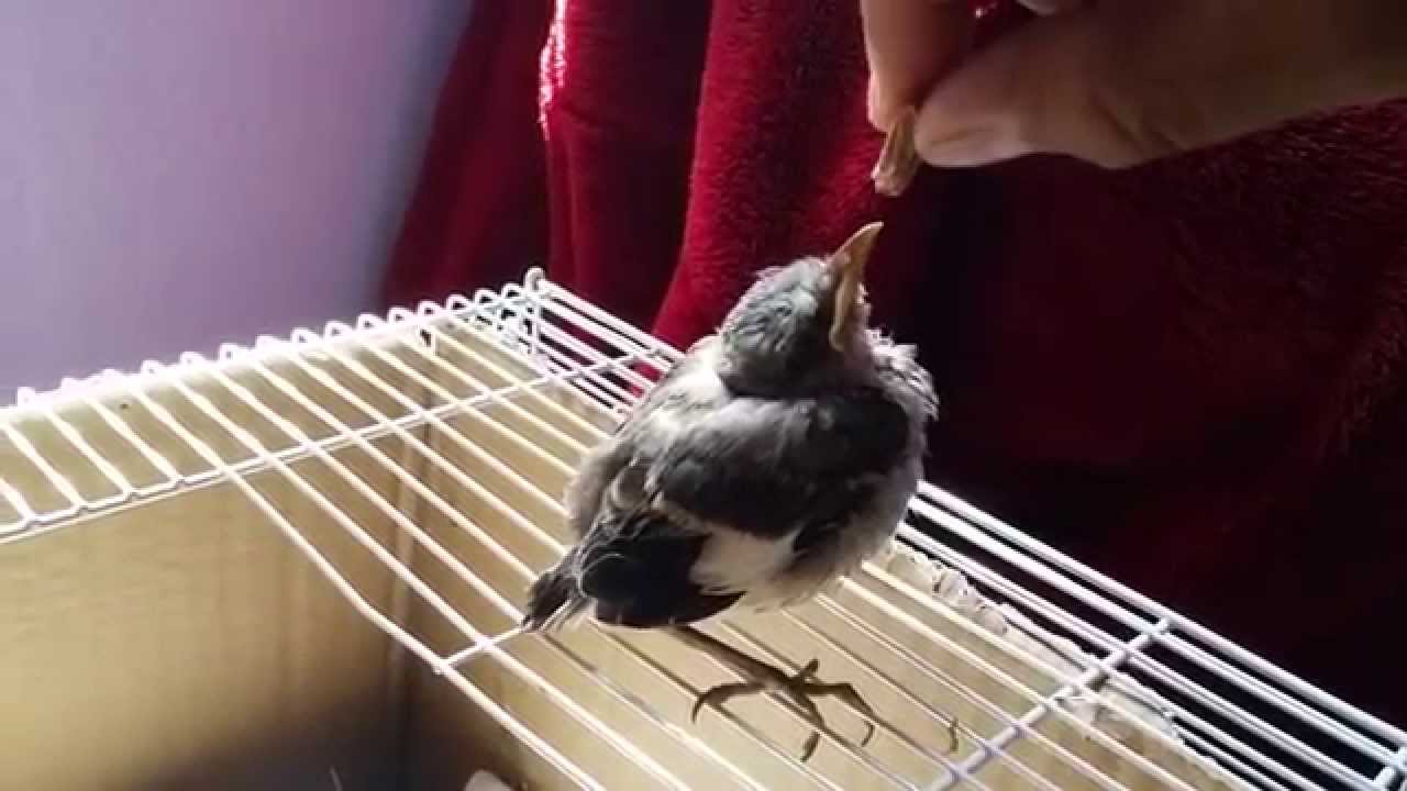 Baby Northern Mockingbird being hand fed